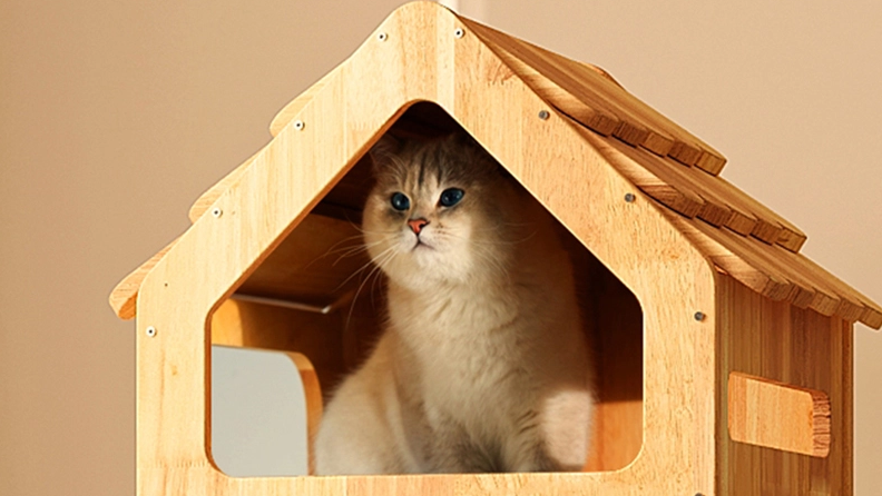 Luxury Vs Standard Cat Trees: What Pet Retailers Should Know Before Buying