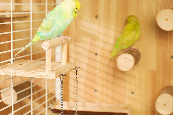 <strong>DIY Interior &amp; Add-On Packages</strong>