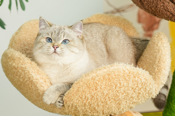 <strong>Encourages Active Play</strong>